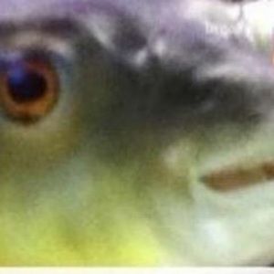 Meet your Posher, Lowqualityvideos